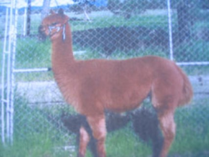 Alpaca For Sale - El Oso Savaje's Twinkle at DIAMOND B ALPACAS 